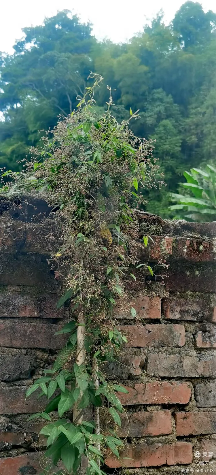 植物观赏 娃儿藤,土名五重瓦,老君须,别名七层楼